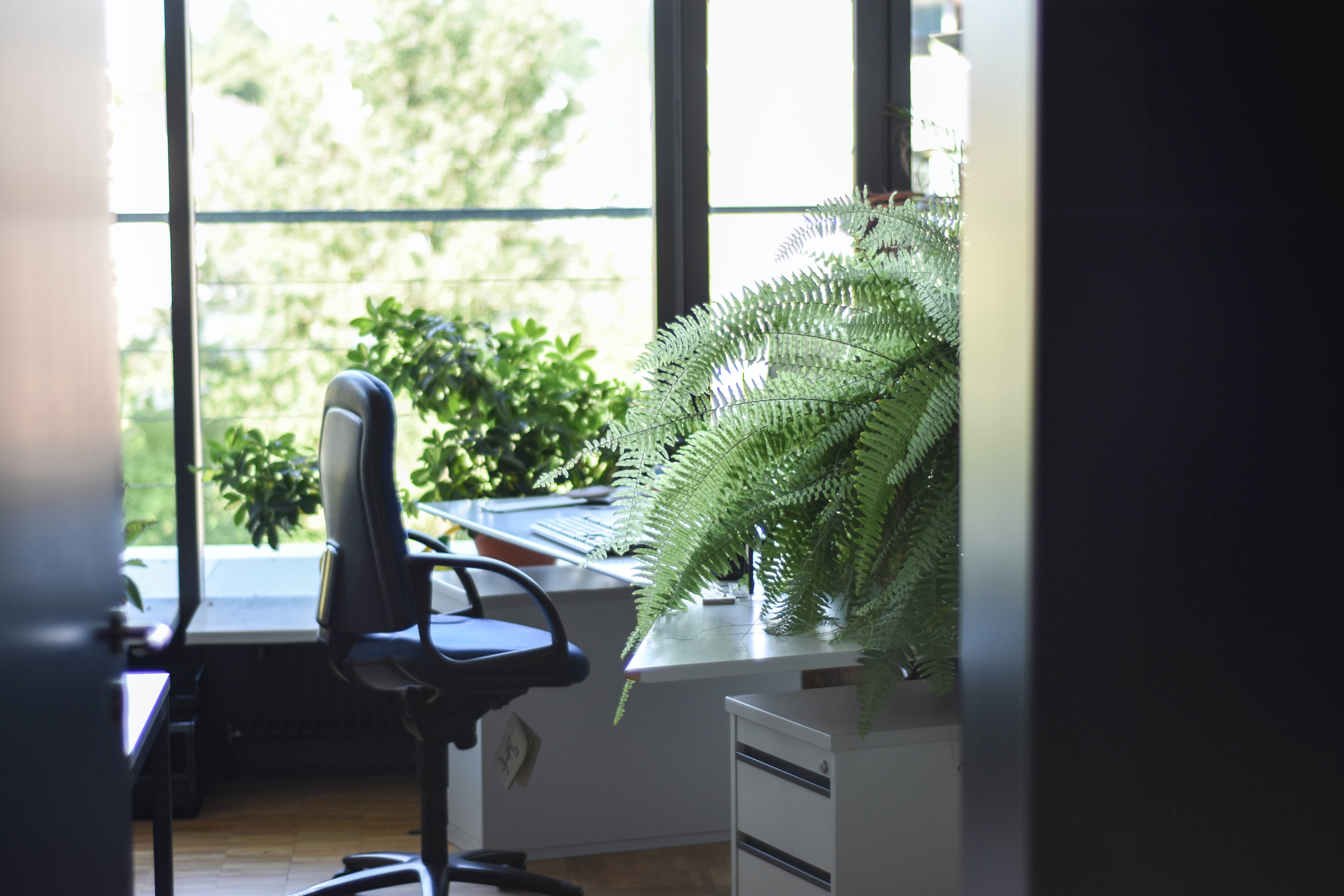 Fern in a clean environmentally conscious office